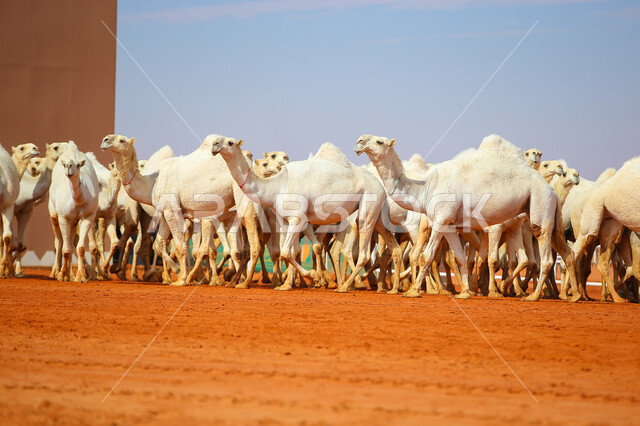 Anniversary of the founding of the first Saudi state, February 22, the concept of raising and caring for camels, a group of camels in desert areas, a display of the finest camels in Saudi Arabia, the start of the annual camel race, Day of Our Day 1727 AD, popular traditional Arab activities