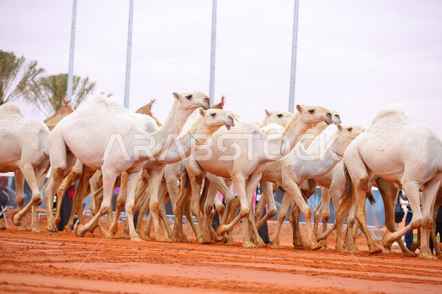 ذكرى تأسيس الدولة السعودية الأولى 22 فبراير, مفهوم تربية ورعاية الجمال، مجموعه من حيوان الجمل في المناطق الصحراوية، عرض أجود انواع النوق في السعوديه، بدء سباق الهجن السنوي، يوم بدينا 1727م, أنشطة عربية شعبية تراثية
