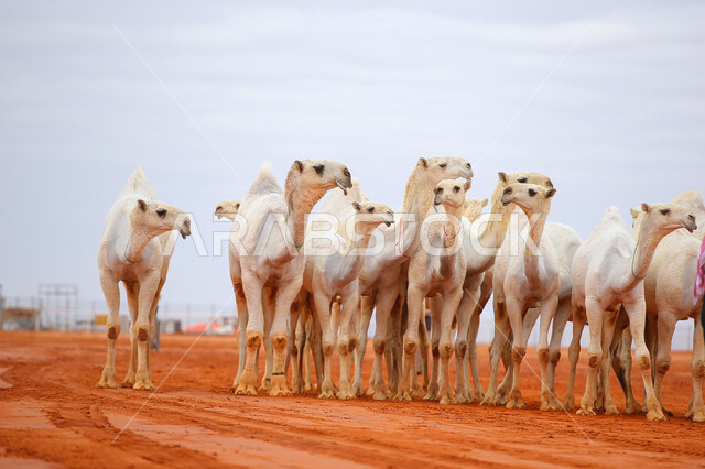 عرض أجود انواع النوق في السعوديه، مفهوم تربية ورعاية الجمال، مجموعه من حيوان الجمل في المناطق الصحراوية، ذكرى تأسيس الدولة السعودية الأولى 22 فبراير, بدء سباق الهجن، يوم بدينا 1727م, أنشطة عربية شعبية تراثية