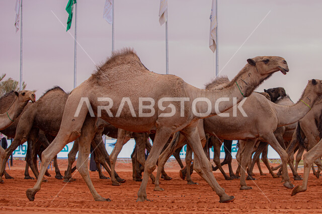 عرض أجود انواع النوق في السعوديه، مفهوم تربية ورعاية الجمال، مجموعه من حيوان الجمل في المناطق الصحراوية، ذكرى تأسيس الدولة السعودية الأولى 22 فبراير, بدء سباق الهجن، يوم بدينا 1727م, أنشطة عربية شعبية تراثية