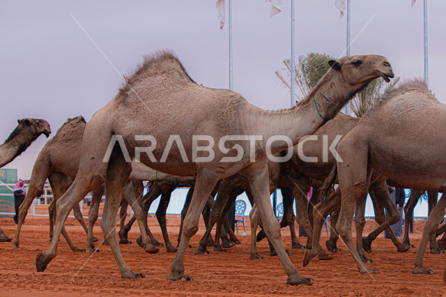 عرض أجود انواع النوق في السعوديه، مفهوم تربية ورعاية الجمال، مجموعه من حيوان الجمل في المناطق الصحراوية، ذكرى تأسيس الدولة السعودية الأولى 22 فبراير, بدء سباق الهجن، يوم بدينا 1727م, أنشطة عربية شعبية تراثية