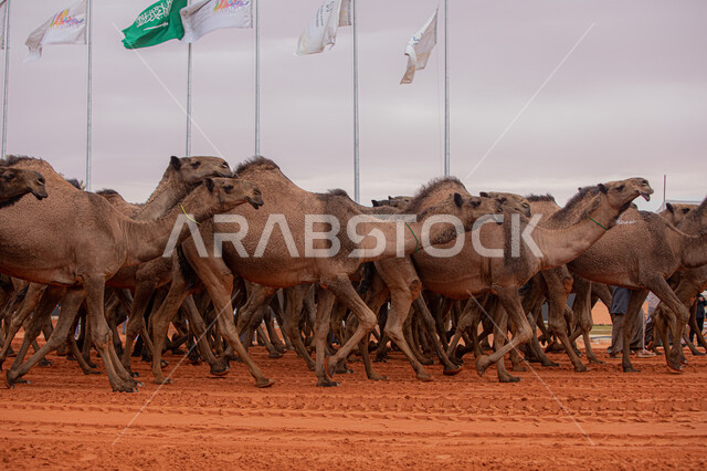 عرض أجود انواع النوق في السعوديه، مفهوم تربية ورعاية الجمال، مجموعه من حيوان الجمل في المناطق الصحراوية، ذكرى تأسيس الدولة السعودية الأولى 22 فبراير, بدء سباق الهجن، يوم بدينا 1727م, أنشطة عربية شعبية تراثية