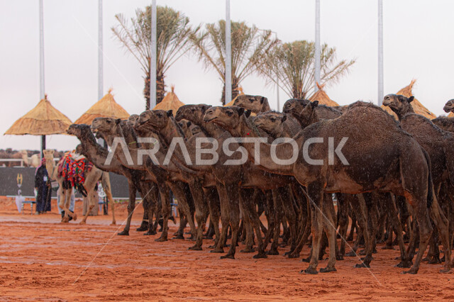 الاستعداد لبدء سباق الهجن، مفهوم تربية ورعاية الجمال، مجموعه من حيوان الجمل في المناطق الصحراوية، ذكرى تأسيس الدولة السعودية الأولى 22 فبراير, عرض أجود انواع النوق في السعوديه، يوم بدينا 1727م, أنشطة عربية شعبية تراثية