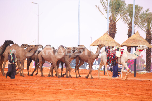 A group of camels in the desert areas, the start of the camel race, the concept of raising and caring for camels, the anniversary of the founding of the first Saudi state on February 22, a display of the finest camels in Saudi Arabia, a fat day 1727 AD, popular traditional Arab activities