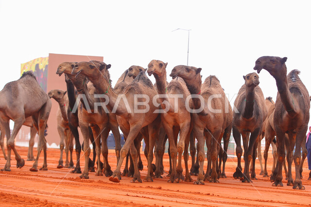 مجموعه من حيوان الجمل في المناطق الصحراوية، بدء سباق الهجن، مفهوم تربية ورعاية الجمال، ذكرى تأسيس الدولة السعودية الأولى 22 فبراير, عرض أجود انواع النوق في السعوديه، يوم بدينا 1727م, أنشطة عربية شعبية تراثية
