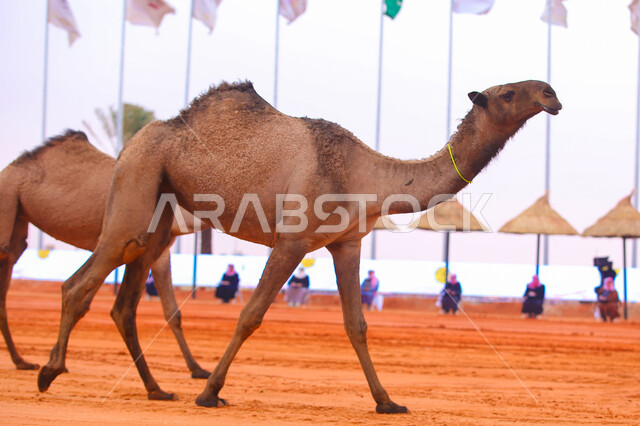 Display of the finest camels in Saudi Arabia, the concept of raising and caring for camels, a close-up of a camel walking in the desert areas, the anniversary of the founding of the first Saudi state, February 22, the annual camel race, Day of Dina 1727 AD, popular traditional Arab activitie