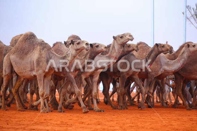 الاستعداد لبدء سباق الهجن، مفهوم تربية ورعاية الجمال، مجموعه من حيوان الجمل في المناطق الصحراوية، ذكرى تأسيس الدولة السعودية الأولى 22 فبراير, عرض أجود انواع النوق في السعوديه، يوم بدينا 1727م, أنشطة عربية شعبية تراثية