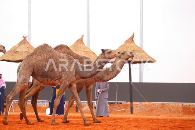 مجموعه من حيوان الجمل في المناطق الصحراوية، بدء سباق الهجن، مفهوم تربية ورعاية الجمال، ذكرى تأسيس الدولة السعودية الأولى 22 فبراير, عرض أجود انواع النوق في السعوديه، يوم بدينا 1727م, أنشطة عربية شعبية تراثية