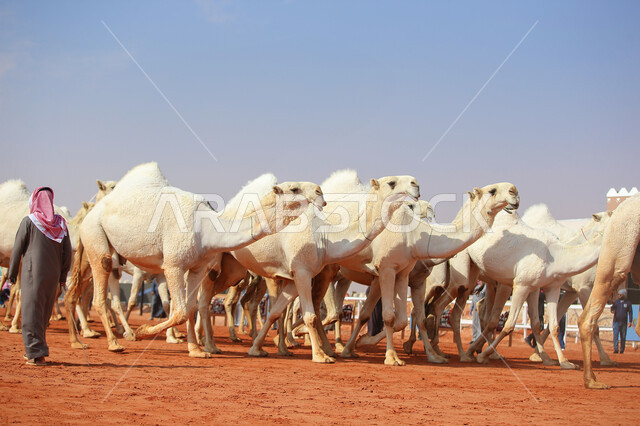 رجل عربي خليجي سعودي يقوم بتفقد الإبل, مفهوم تربية ورعاية الجمال، مجموعه من حيوان الجمل في المناطق الصحراوية، ذكرى تأسيس الدولة السعودية الأولى 22 فبراير, عرض أجود انواع النوق في السعوديه، الاستعداد لبدء سباق الهجن، يوم بدينا 1727م, أنشطة عربية شعبية تراثية