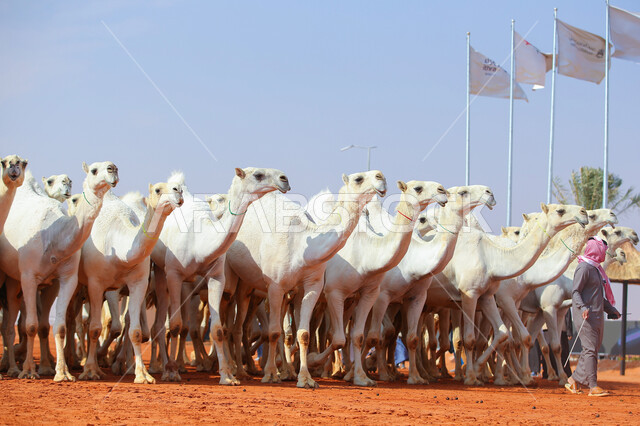 الاستعداد لبدء سباق الهجن، مفهوم تربية ورعاية الجمال، مجموعه من حيوان الجمل في المناطق الصحراوية، ذكرى تأسيس الدولة السعودية الأولى 22 فبراير, عرض أجود انواع النوق في السعوديه، يوم بدينا 1727م, أنشطة عربية شعبية تراثية