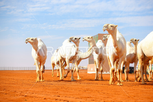 بدء سباق الهجن، مفهوم تربية ورعاية الجمال، مجموعه من حيوان الجمل في المناطق الصحراوية، ذكرى تأسيس الدولة السعودية الأولى 22 فبراير, عرض أجود انواع النوق في السعوديه، يوم بدينا 1727م, أنشطة عربية شعبية تراثية