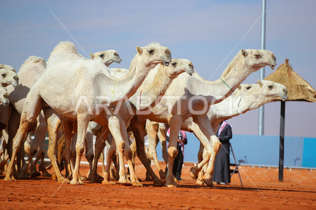 The concept of raising and caring for camels, a group of camels in desert areas, the anniversary of the founding of the first Saudi state, February 22, a display of the finest types of camels in Saudi Arabia, the start of the camel race, Day of Dina 1727 AD, popular traditional Arab activitie