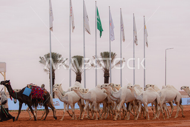 The start of the camel race, the concept of raising and caring for camels, a group of camels in the desert areas, the anniversary of the founding of the first Saudi state, February 22, a display of the finest camels in Saudi Arabia, our fat day 1727 AD, popular traditional Arab activitie