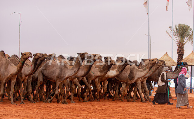 مفهوم تربية ورعاية الجمال، مجموعه من حيوان الجمل في المناطق الصحراوية، ذكرى تأسيس الدولة السعودية الأولى 22 فبراير, عرض أجود انواع النوق في السعوديه، الاستعداد لبدء سباق الهجن، يوم بدينا 1727م, أنشطة عربية شعبية تراثية