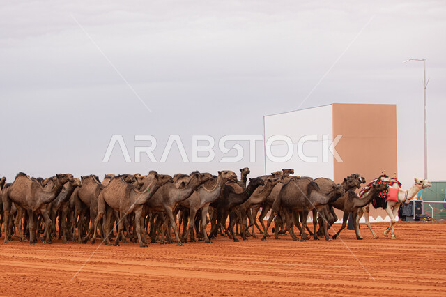 الاستعداد لبدء سباق الهجن، مفهوم تربية ورعاية الجمال، مجموعه من حيوان الجمل في المناطق الصحراوية، ذكرى تأسيس الدولة السعودية الأولى 22 فبراير, عرض أجود انواع النوق في السعوديه، يوم بدينا 1727م, أنشطة عربية شعبية تراثية
