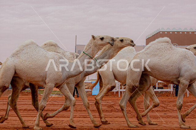 The concept of raising and caring for camels, a group of camels in desert areas, the anniversary of the founding of the first Saudi state, February 22, a display of the finest types of camels in Saudi Arabia, the start of the camel race, Day of Dina 1727 AD, popular traditional Arab activitie