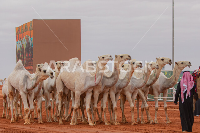 رجل عربي خليجي سعودي يقوم بتفقد الإبل, مفهوم تربية ورعاية الجمال، مجموعه من حيوان الجمل في المناطق الصحراوية، ذكرى تأسيس الدولة السعودية الأولى 22 فبراير, عرض أجود انواع النوق في السعوديه، الاستعداد لبدء سباق الهجن، يوم بدينا 1727م, أنشطة عربية شعبية تراثية
