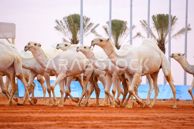 الاستعداد لبدء سباق الهجن، مفهوم تربية ورعاية الجمال، مجموعه من حيوان الجمل في المناطق الصحراوية، ذكرى تأسيس الدولة السعودية الأولى 22 فبراير, عرض أجود انواع النوق في السعوديه، يوم بدينا 1727م, أنشطة عربية شعبية تراثية
