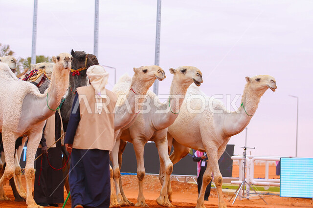A Saudi Gulf Arab man inspects camels, the concept of raising and caring for camels, a group of camels in desert areas, the anniversary of the founding of the first Saudi state, February 22, a display of the finest camels in Saudi Arabia, preparing for the start of the camel race, Day of Dina 1727 AD, popular traditional Arab activities