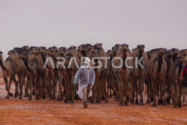 الاستعداد لبدء سباق الهجن على الرمال الذهبية الناعمة، مجموعه من حيوان الجمل في المناطق الصحراوية، رجل عربي خليجي سعودي يقوم بتفقد الإبل, ذكرى تأسيس الدولة السعودية الأولى 22 فبراير, عرض أجود انواع النوق في السعوديه، يوم بدينا 1727م, أنشطة عربية شعبية تراثية
