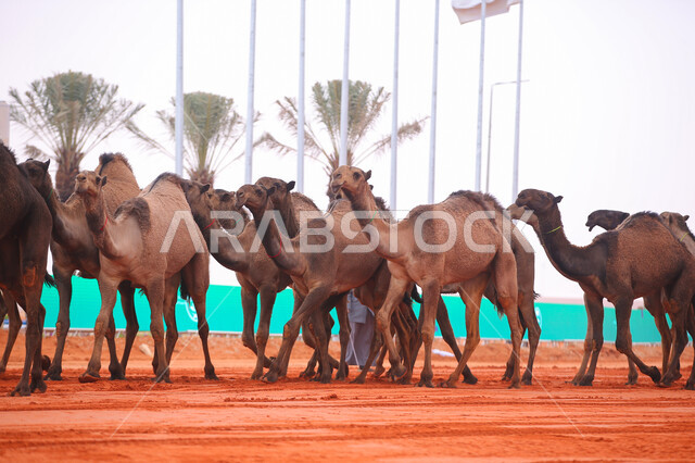 مجموعه من حيوان الجمل في المناطق الصحراوية ،مفهوم رعاية وتربية الجمال، يوم بدينا 1727م, أنشطة عربية شعبية تراثية ،بدء سباق الهجن على الرمال الذهبية، ذكرى تأسيس الدولة السعودية الأولى 22 فبراير, عرض أجود انواع النوق في السعوديه