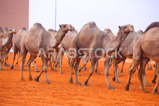 يوم بدينا 1727م, أنشطة عربية شعبية تراثية ،بدء سباق الهجن، ذكرى تأسيس الدولة السعودية الأولى 22 فبراير, عرض أجود انواع النوق في السعوديه، مفهوم تربية ورعاية الجمال، مجموعه من حيوان الجمل في المناطق الصحراوية