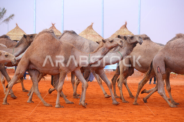 بدء سباق الهجن، ذكرى تأسيس الدولة السعودية الأولى 22 فبراير, عرض أجود انواع النوق في السعوديه، مفهوم تربية ورعاية الجمال، مجموعه من حيوان الجمل في المناطق الصحراوية، يوم بدينا 1727م, أنشطة عربية شعبية تراثية