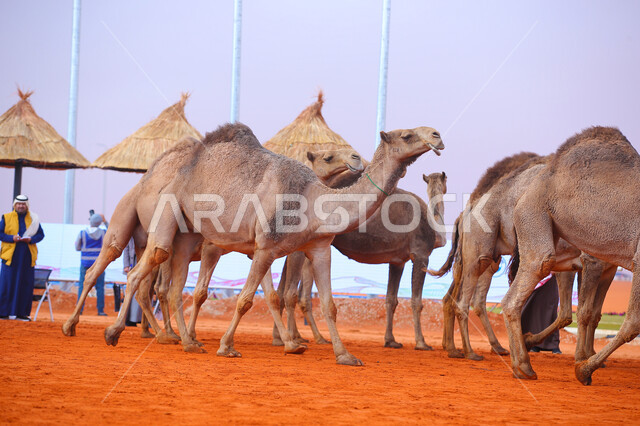 ذكرى تأسيس الدولة السعودية الأولى 22 فبراير, عرض أجود انواع النوق في السعوديه، مفهوم تربية ورعاية الجمال، مجموعه من حيوان الجمل في المناطق الصحراوية، بدء سباق الهجن، يوم بدينا 1727م, أنشطة عربية شعبية تراثية