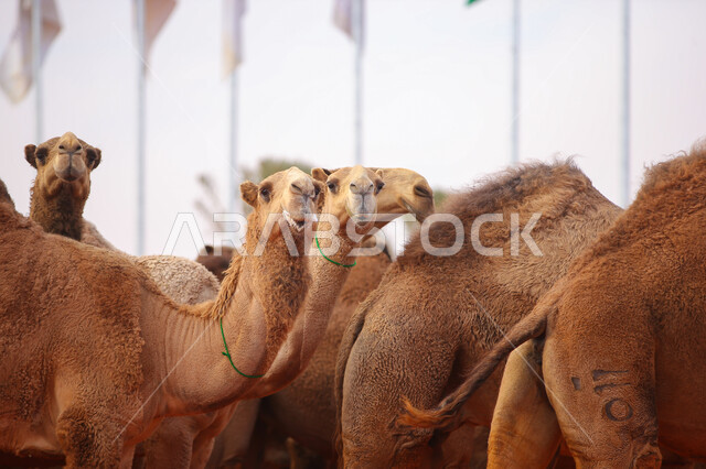 أنشطة شعبية تراثية عربية ،عرض أجود انواع النوق في السعوديه، مفهوم تربية ورعاية الجمال، صورة مقربة لمجموعه من حيوان الجمل في المناطق الصحراوية، ذكرى تأسيس الدولة السعودية الأولى 22 فبراير, بدء سباق الهجن، يوم بدينا 1727م