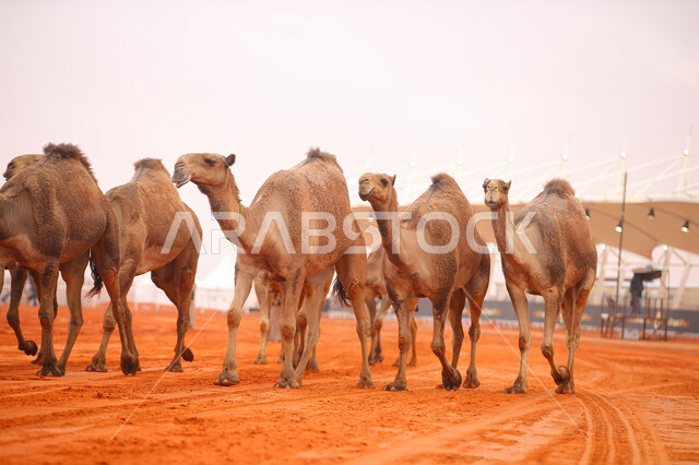 عرض أجود انواع النوق في السعوديه، مفهوم تربية ورعاية الجمال، مجموعه من حيوان الجمل في المناطق الصحراوية، ذكرى تأسيس الدولة السعودية الأولى 22 فبراير, بدء سباق الهجن، يوم بدينا 1727م, أنشطة عربية شعبية تراثية