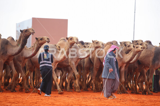 الاستعداد لبدء سباق الهجن، مجموعه من حيوان الجمل في المناطق الصحراوية، رجلان عربيان خليجيان سعوديان يقومان بتفقد الإبل, ذكرى تأسيس الدولة السعودية الأولى 22 فبراير, عرض أجود انواع النوق في السعوديه، يوم بدينا 1727م, أنشطة عربية شعبية تراثية