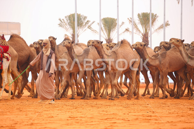 سباقات الهجن على الرمال الذهبية، مفهوم تربية ورعاية الجمال، مجموعه من حيوان الجمل في المناطق الصحراوية، ذكرى تأسيس الدولة السعودية الأولى 22 فبراير, عرض أجود انواع النوق في السعوديه، يوم بدينا 1727م, أنشطة عربية شعبية تراثية