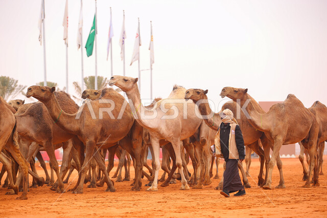 يوم بدينا 1727م ،أنشطة عربية شعبية تراثية ،مجموعه من حيوان الجمل في المناطق الصحراوية، صورة من الخلف لرجل عربي خليجي سعودي يقوم بتفقد الإبل, ذكرى تأسيس الدولة السعودية الأولى 22 فبراير, عرض أجود انواع النوق في السعوديه، الاستعداد لبدء سباق الهجن