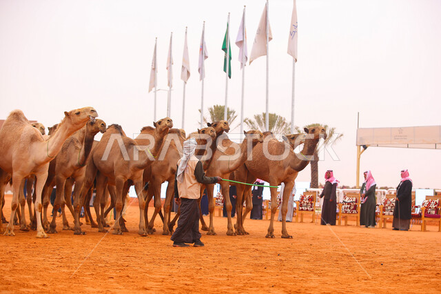 أنشطة عربية شعبية تراثية ،مجموعه من حيوان الجمل في المناطق الصحراوية، صورة من الخلف لرجل عربي خليجي سعودي يقوم بتفقد الإبل, ذكرى تأسيس الدولة السعودية الأولى 22 فبراير, عرض أجود انواع النوق في السعوديه، الاستعداد لبدء سباق الهجن، يوم بدينا 1727م
