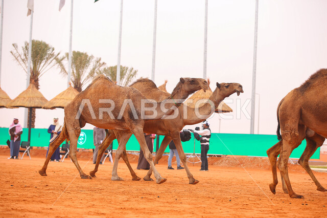 Popular Arab heritage activities, the start of the camel race, the anniversary of the founding of the first Saudi state on February 22, a display of the finest camels in Saudi Arabia, the concept of raising and caring for camels, a group of camels in the desert areas, Day of Dina 1727 AD