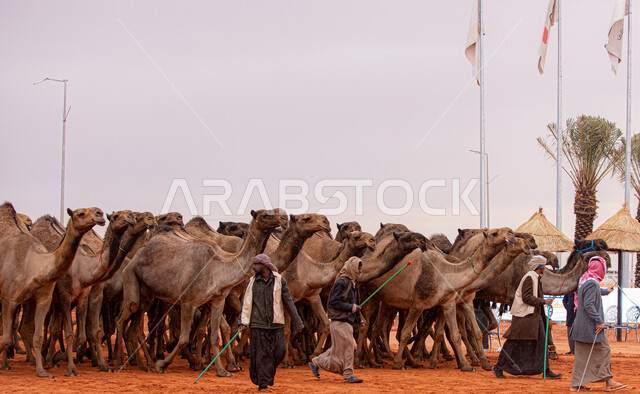The concept of raising and caring for camels, traditional Arab folk activities, Gulf Arab men inspecting camels before the start of the camel race, the anniversary of the founding of the first Saudi state, February 22, a display of the finest camels in Saudi Arabia, a group of camels in the desert areas, Day of Dina 1727 AD