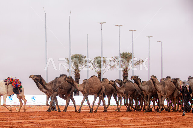 Popular Arab heritage activities, the start of the camel race, the anniversary of the founding of the first Saudi state on February 22, a display of the finest camels in Saudi Arabia, the concept of raising and caring for camels, a group of camels in the desert areas, Day of Dina 1727 AD