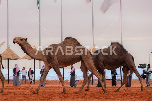أنشطة عربية شعبية تراثية, بدء سباق الهجن، ذكرى تأسيس الدولة السعودية الأولى 22 فبراير, عرض أجود انواع النوق في السعوديه، مفهوم تربية ورعاية الجمال، مجموعه من حيوان الجمل في المناطق الصحراوية، يوم بدينا 1727م