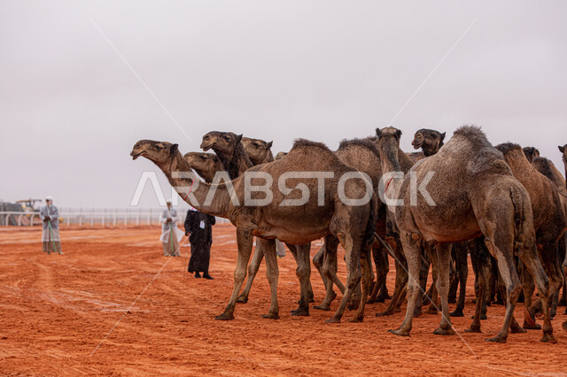 بدء سباق الهجن، ذكرى تأسيس الدولة السعودية الأولى 22 فبراير, عرض أجود انواع النوق في السعوديه، مفهوم تربية ورعاية الجمال، مجموعه من حيوان الجمل في المناطق الصحراوية، يوم بدينا 1727م, أنشطة عربية شعبية تراثية