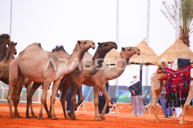 بدء سباق الهجن، ذكرى تأسيس الدولة السعودية الأولى 22 فبراير, عرض أجود انواع النوق في السعوديه، مفهوم تربية ورعاية الجمال، مجموعه من حيوان الجمل في المناطق الصحراوية، يوم بدينا 1727م, أنشطة عربية شعبية تراثية