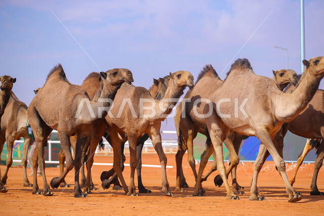 أنشطة عربية شعبية تراثية، مفهوم تربية ورعاية الجمال، عرض أجود انواع النوق في السعوديه، بدء سباق الهجن في ذكرى تأسيس الدولة السعودية الأولى 22 فبراير, مجموعه من حيوان الجمل تجري على الرمال الذهبية الناعمة في المناطق الصحراوية، يوم بدينا 1727م