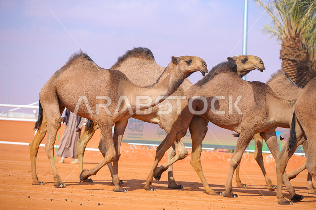 يوم بدينا 1727م، أنشطة عربية شعبية تراثية، مفهوم تربية ورعاية الجمال، عرض أجود انواع النوق في السعوديه، بدء سباق الهجن في ذكرى تأسيس الدولة السعودية الأولى 22 فبراير, مجموعه من حيوان الجمل تجري على الرمال الذهبية الناعمة في المناطق الصحراوية