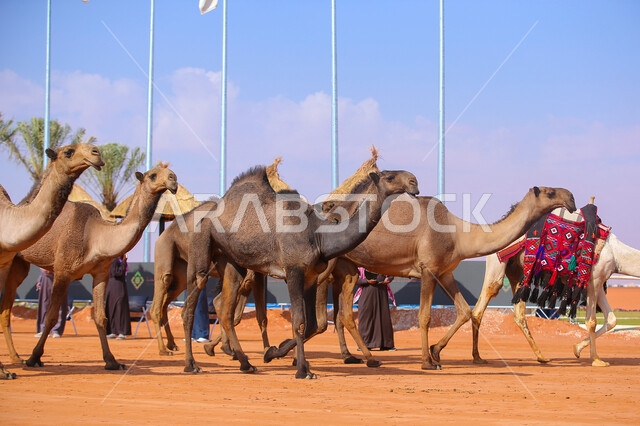 أنشطة عربية شعبية تراثية، مفهوم تربية ورعاية الجمال، عرض أجود انواع النوق في السعوديه، بدء سباق الهجن في ذكرى تأسيس الدولة السعودية الأولى 22 فبراير, مجموعه من حيوان الجمل تجري على الرمال الذهبية الناعمة في المناطق الصحراوية، يوم بدينا 1727م