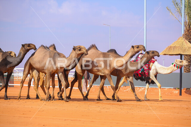 يوم بدينا 1727م، أنشطة عربية شعبية تراثية، مفهوم تربية ورعاية الجمال، عرض أجود انواع النوق في السعوديه، بدء سباق الهجن في ذكرى تأسيس الدولة السعودية الأولى 22 فبراير, مجموعه من حيوان الجمل تجري على الرمال الذهبية الناعمة في المناطق الصحراوية