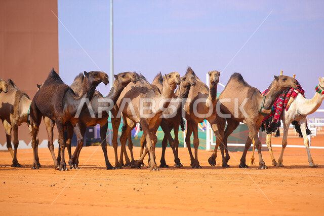أنشطة عربية شعبية تراثية، مفهوم تربية ورعاية الجمال، عرض أجود انواع النوق في السعوديه، بدء سباق الهجن في ذكرى تأسيس الدولة السعودية الأولى 22 فبراير, مجموعه من حيوان الجمل تجري على الرمال الذهبية الناعمة في المناطق الصحراوية، يوم بدينا 1727م