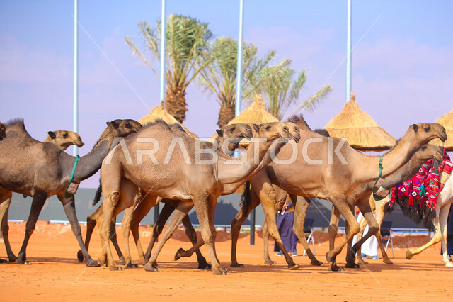 بدء سباق الهجن، ذكرى تأسيس الدولة السعودية الأولى 22 فبراير, عرض أجود انواع النوق في السعوديه، مفهوم تربية ورعاية الجمال، مجموعه من حيوان الجمل في المناطق الصحراوية، يوم بدينا 1727م, أنشطة عربية شعبية تراثية