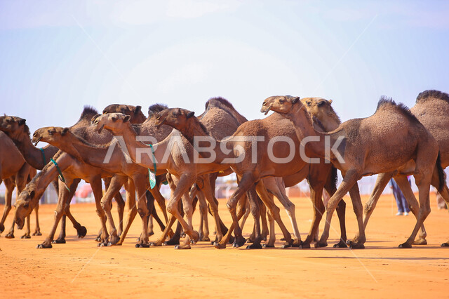 عرض أجود انواع النوق في السعوديه، بدء سباق الهجن في ذكرى تأسيس الدولة السعودية الأولى 22 فبراير, مفهوم تربية ورعاية الجمال، مجموعه من حيوان الجمل في المناطق الصحراوية، يوم بدينا 1727م, أنشطة عربية شعبية تراثية