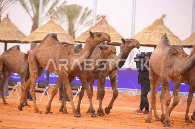 أنشطة عربية شعبية تراثية، مفهوم تربية ورعاية الجمال، عرض أجود انواع النوق في السعوديه، بدء سباق الهجن في ذكرى تأسيس الدولة السعودية الأولى 22 فبراير, مجموعه من حيوان الجمل تجري على الرمال الذهبية الناعمة في المناطق الصحراوية، يوم بدينا 1727م