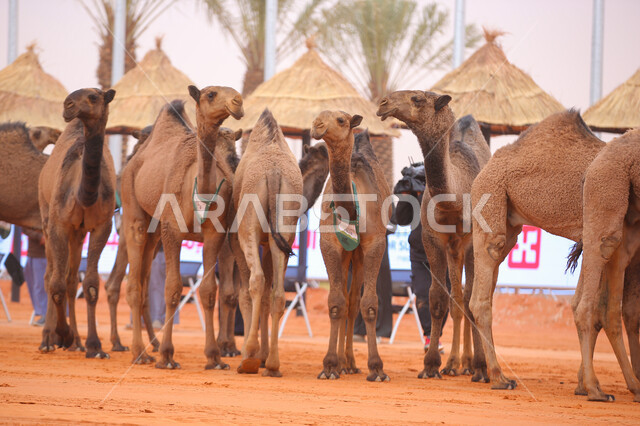 عرض أجود انواع النوق في السعوديه، بدء سباق الهجن في ذكرى تأسيس الدولة السعودية الأولى 22 فبراير, مفهوم تربية ورعاية الجمال، مجموعه من حيوان الجمل في المناطق الصحراوية، يوم بدينا 1727م, أنشطة عربية شعبية تراثية