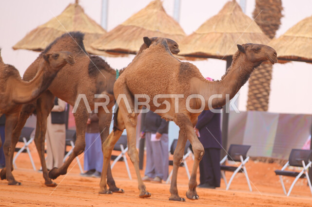 بدء سباق الهجن، ذكرى تأسيس الدولة السعودية الأولى 22 فبراير, عرض أجود انواع النوق في السعوديه، مفهوم تربية ورعاية الجمال، مجموعه من حيوان الجمل في المناطق الصحراوية، يوم بدينا 1727م, أنشطة عربية شعبية تراثية